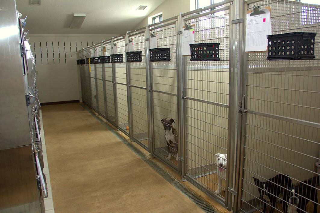 Pet Boarding Facility in Kingsport, TN