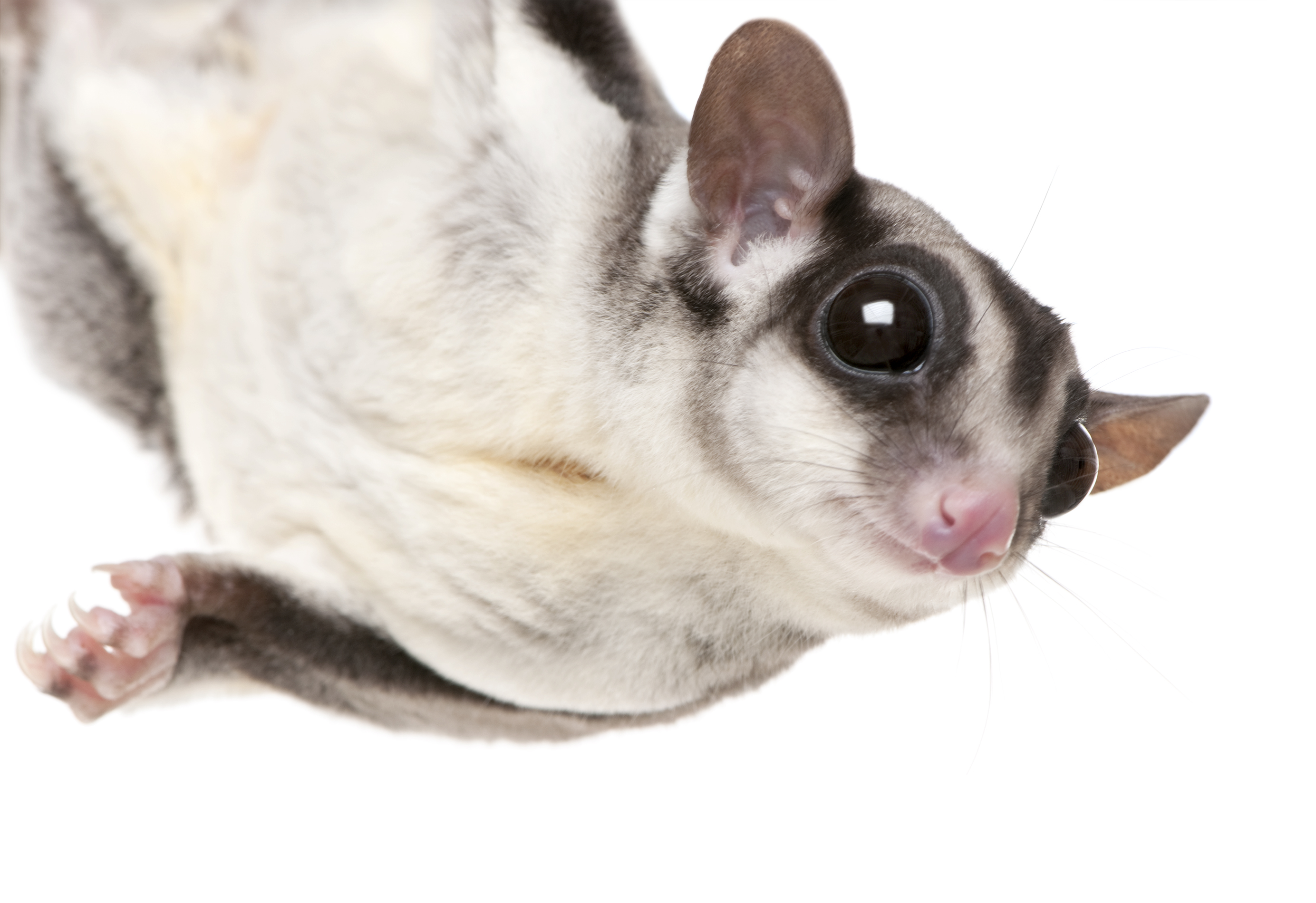 Sugar Gliders: Caring for Your Pet - Andes-Straley