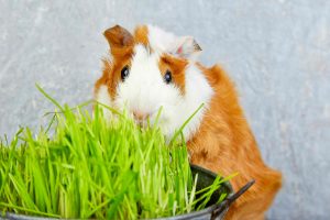 What You Need to Know Before Getting a Guinea Pig