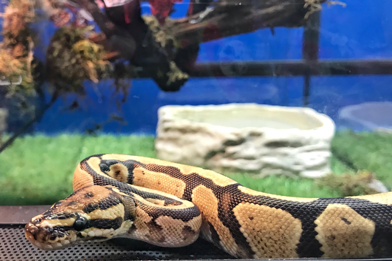 Snake Owning 101: Heat, Humidity, and Habitat