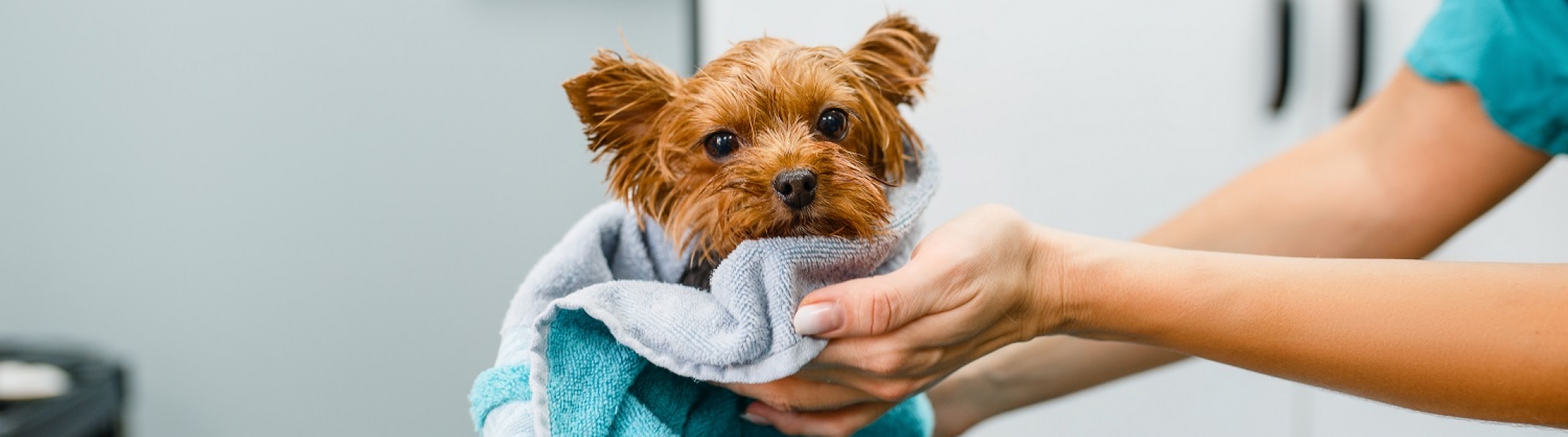 Why Pet Grooming Is So Important AndesStraley